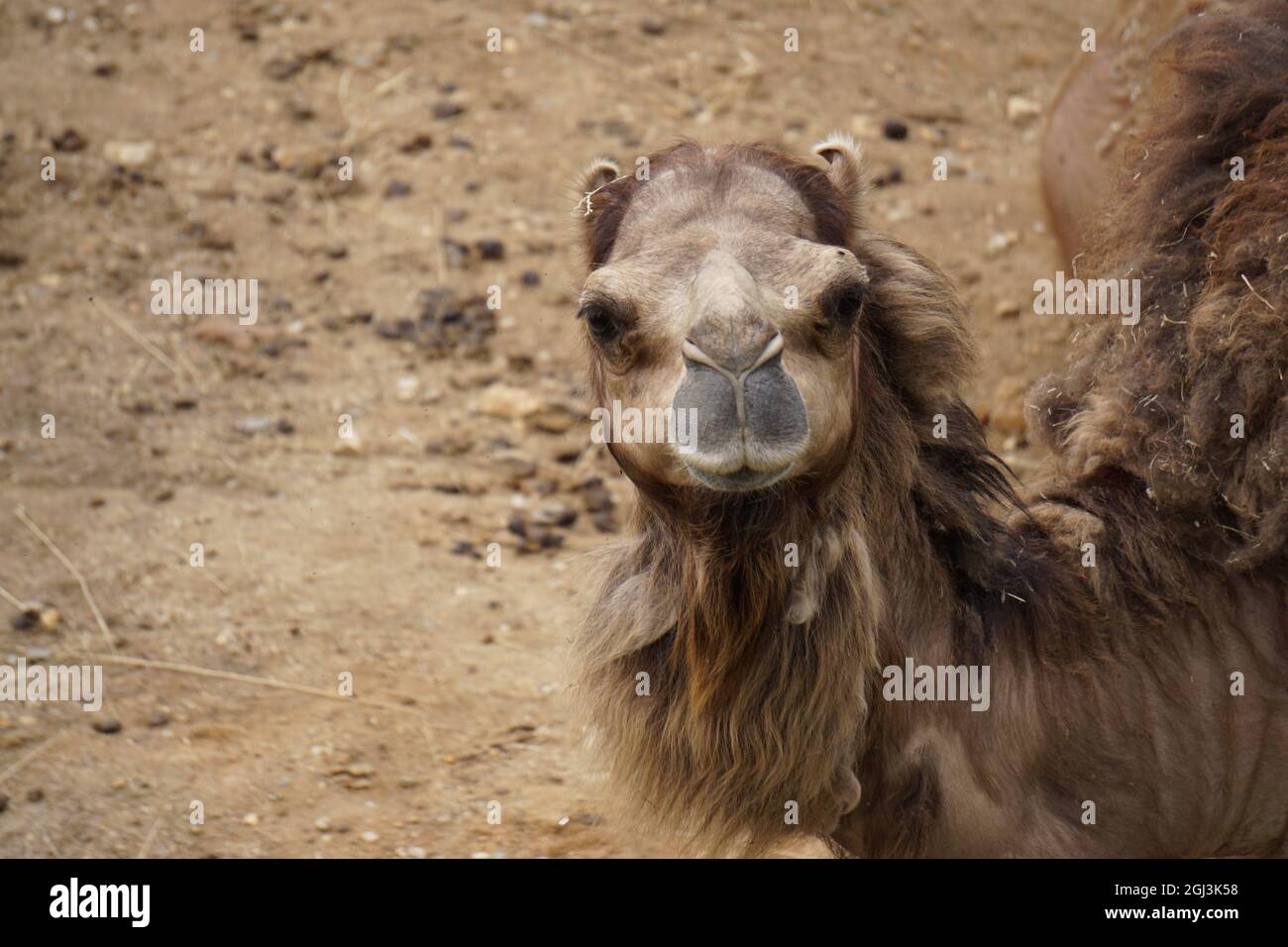 closeup of a camel face resting at zoo Stock Photo