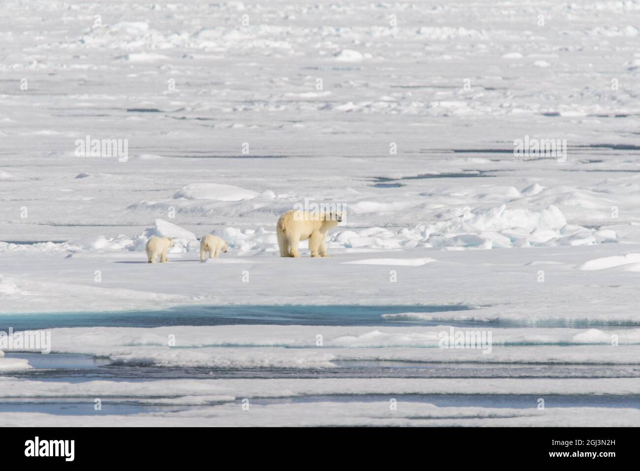 Polar bear mother (Ursus maritimus) and twin cubs on the pack ice ...