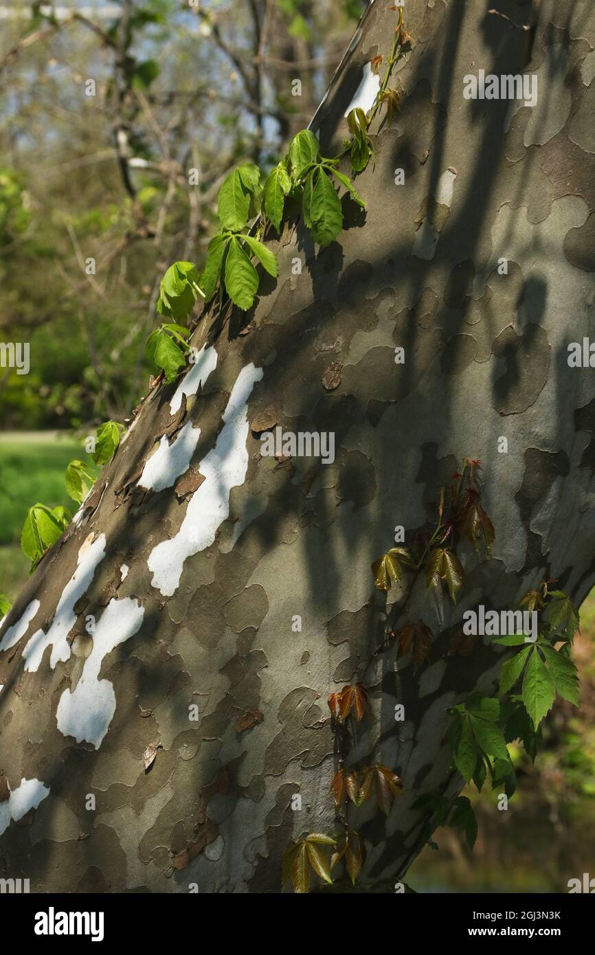 Sycamore tree bark with shadows and green leaf vines. Eastwood