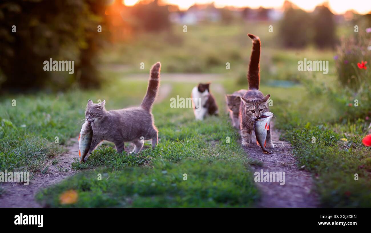 funny cats carry a large fish perch along a green meadow from fishing in the sunset light Stock Photo