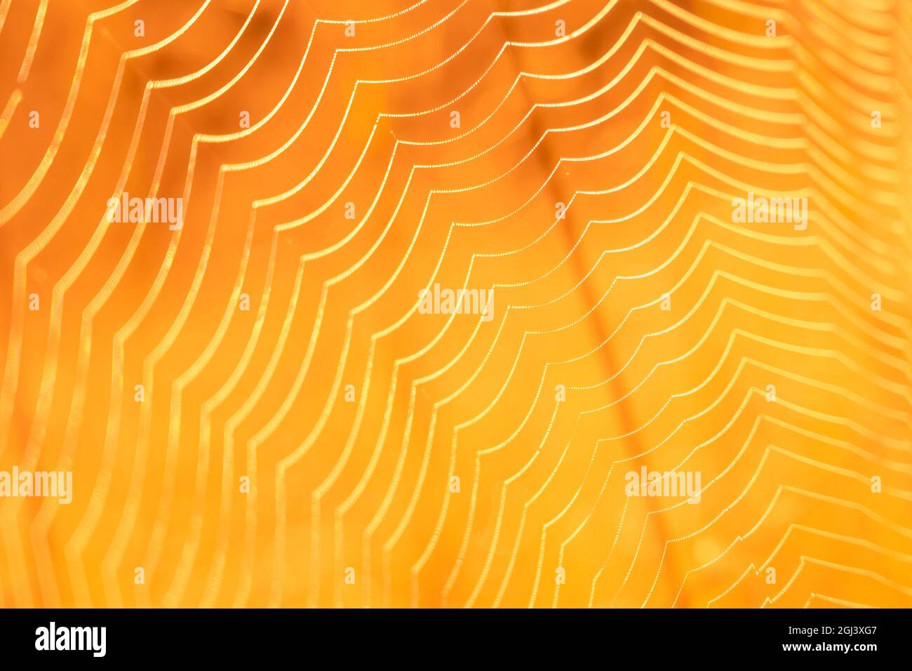 Wallpaper Spider Web Texture Spider Web Texture Images – Browse