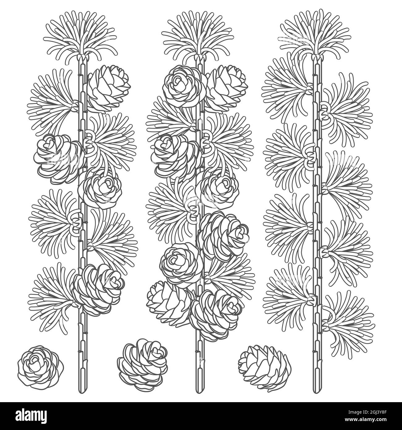 Set of black and white images of larch branches and cones. Isolated vector objects on white background. Stock Vector