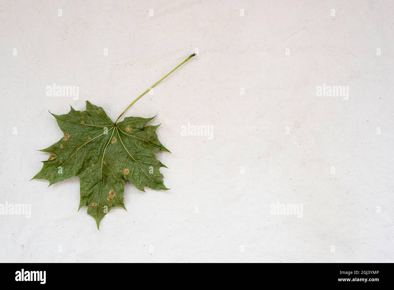 Dry green maple leaf on white gunny fabric Stock Photo - Alamy