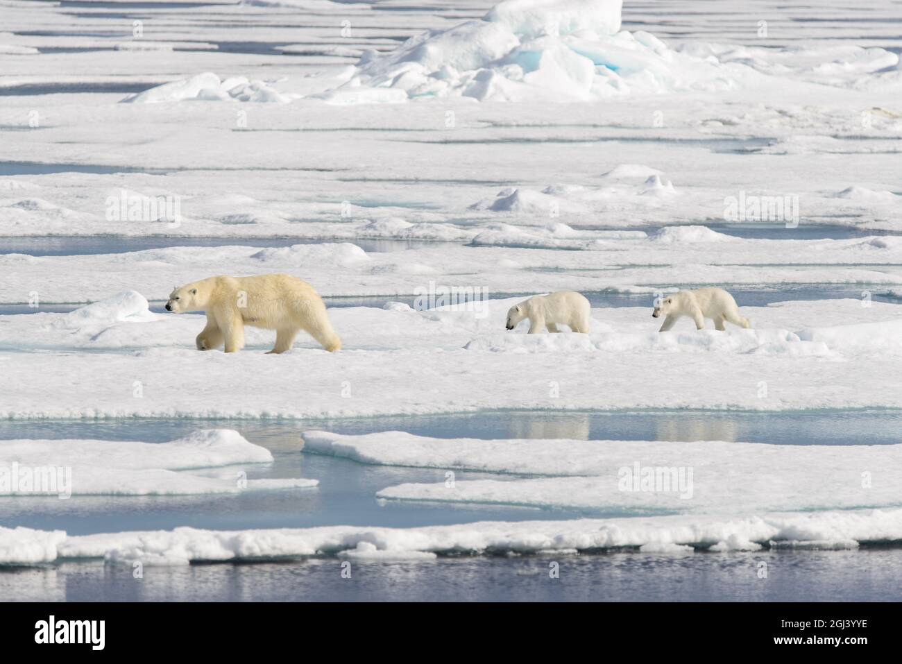 Polar bear mother (Ursus maritimus) and twin cubs on the pack ice ...