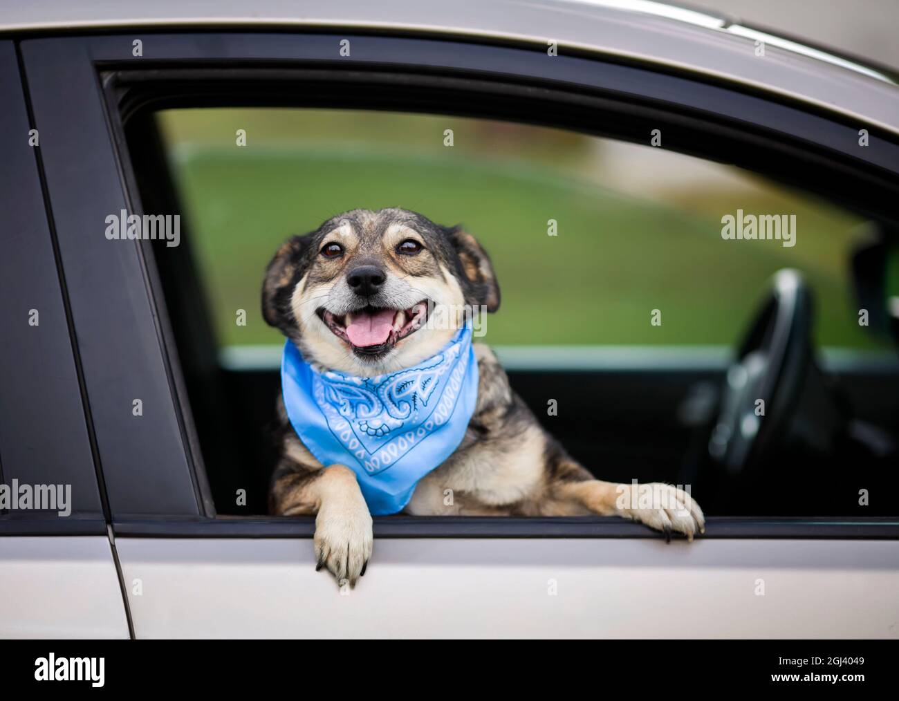 brown dog without breed stuck his muzzle and paws out of the car