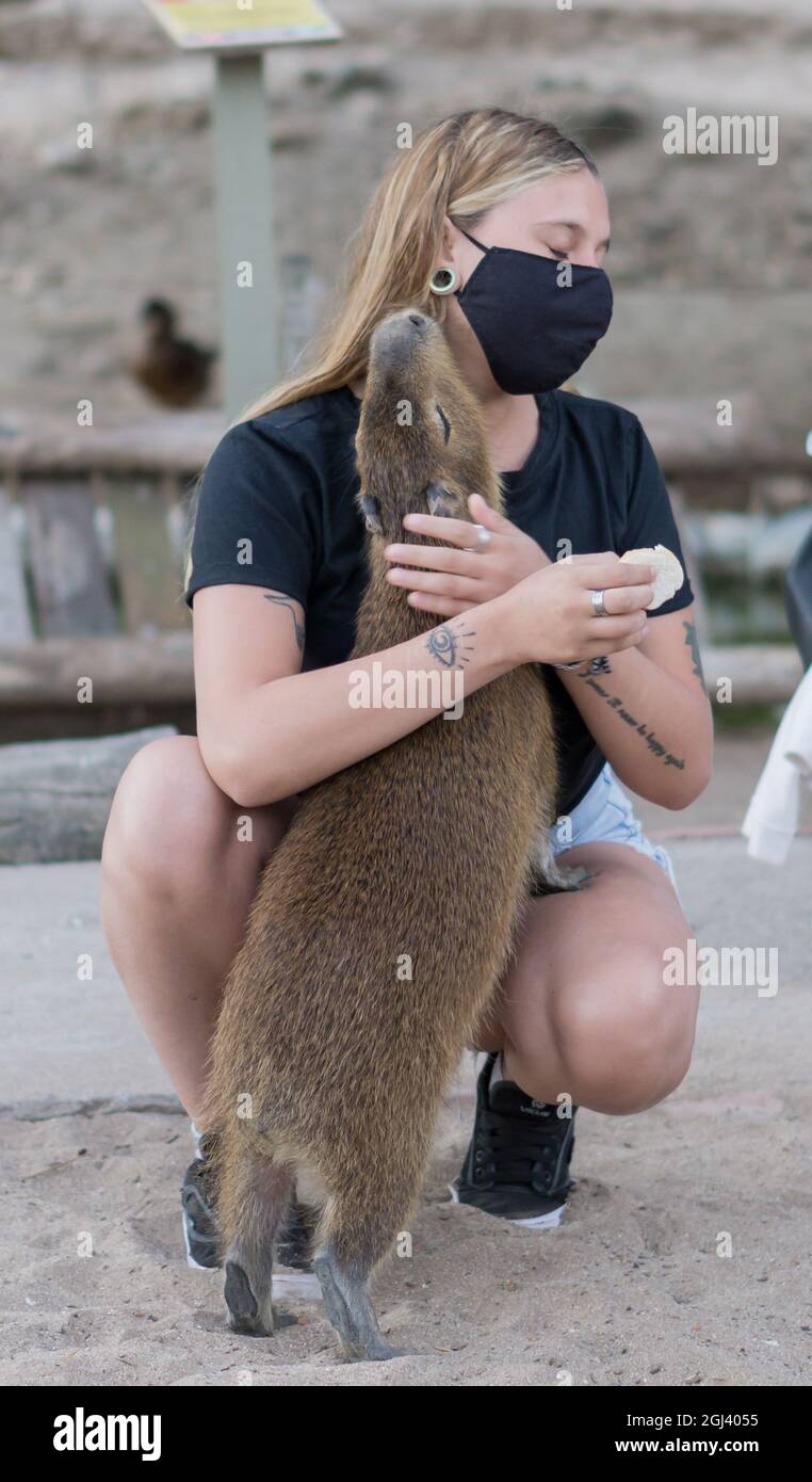 Necochea, Buenos Aires; February 4, 2021: carpinchos (capybara) in Lago de los Cisnes, in the public park of Miguel Lillo, Necochea beach Stock Photo