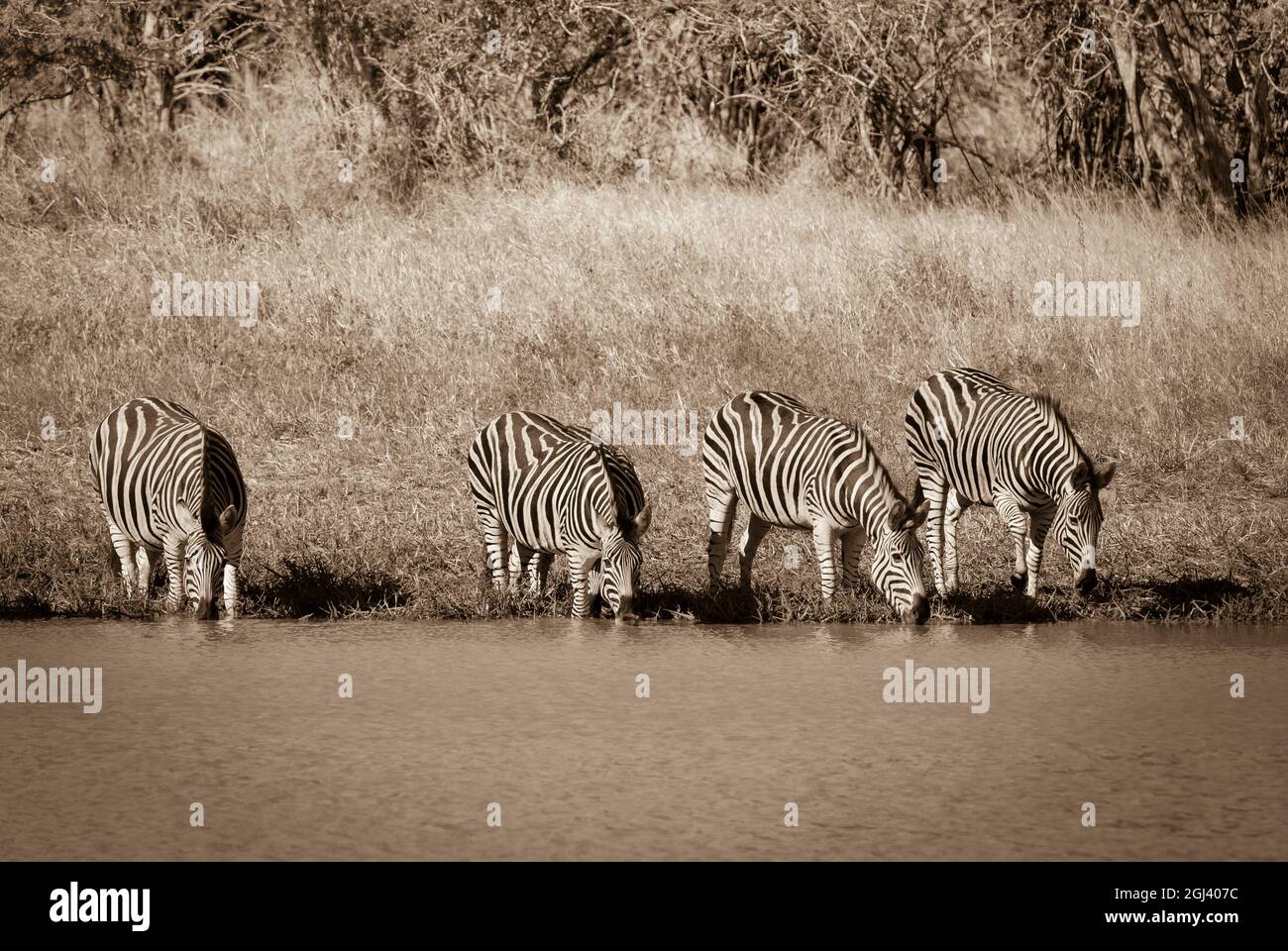 Cape Zebra in Savannah environment, Kruger National Park, South Africa. Stock Photo