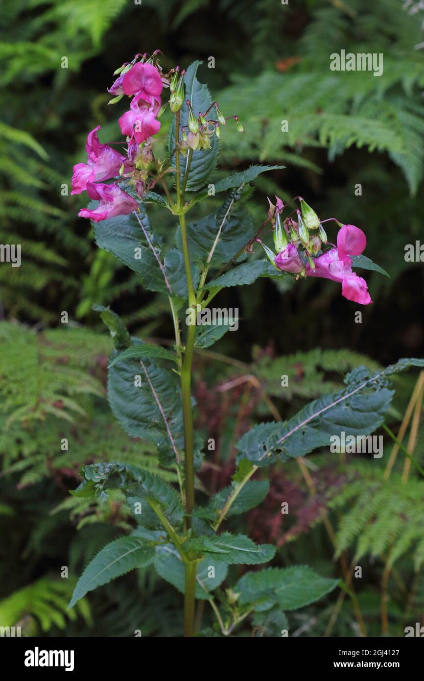 Himalayan balsam (Impatiens glandulifera) alien flower blooming Stock Photo