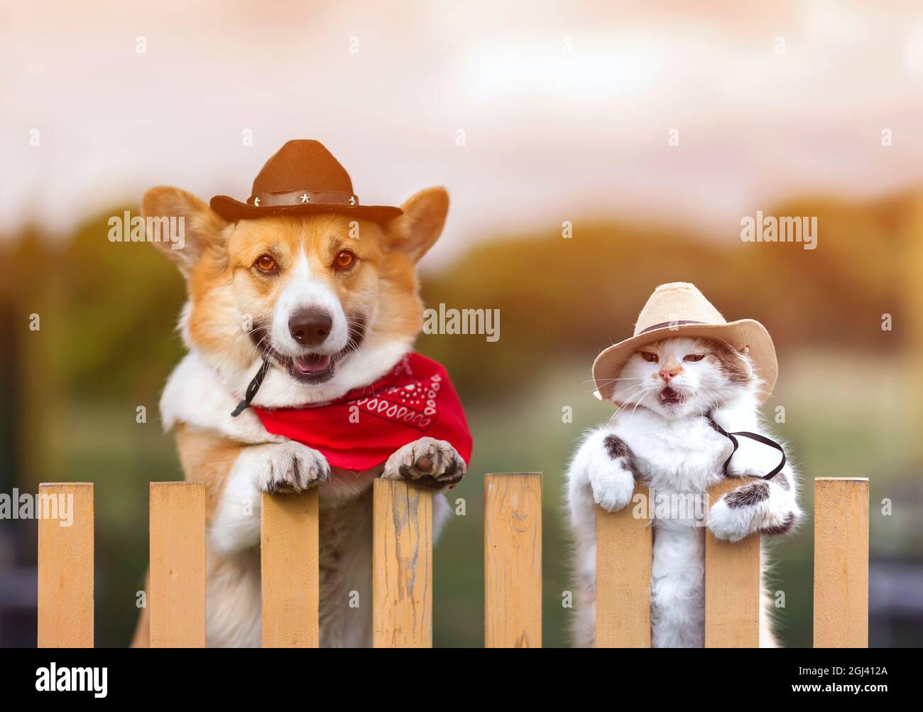 couple corgi dog and fluffy a cat in cowboy hats looks out from behind a fence in a rural ranch Stock Photo Alamy