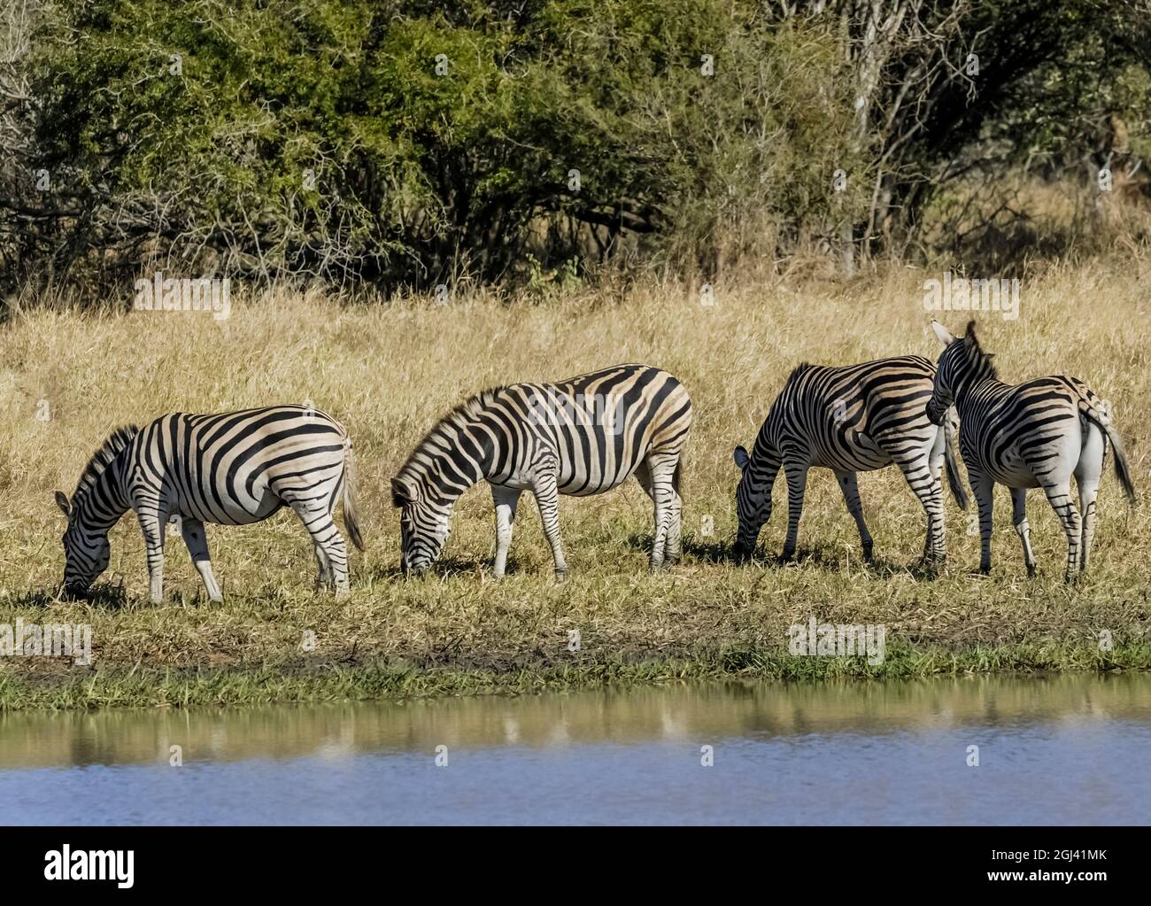 Cape Zebra in Savannah environment, Kruger National Park, South Africa. Stock Photo