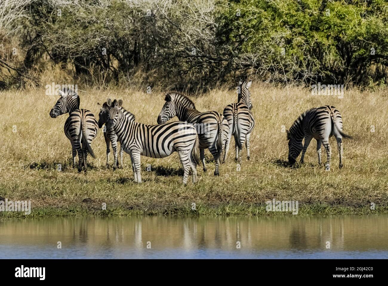 Cape Zebra in Savannah environment, Kruger National Park, South Africa. Stock Photo