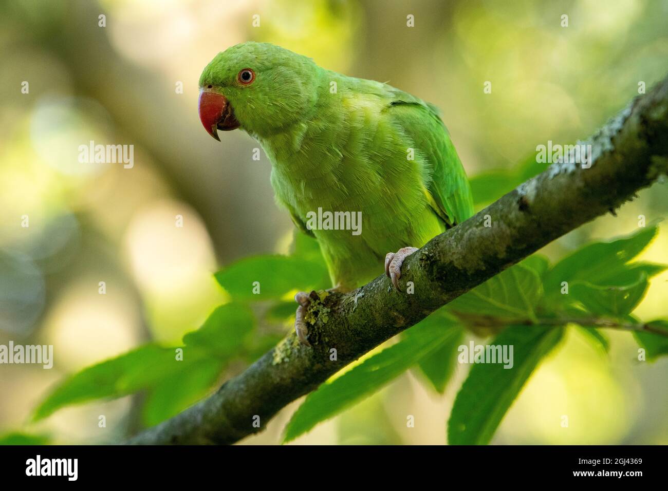 A ring-necked parakeet (sometimes rose-ringed parakeets) pictured in ...