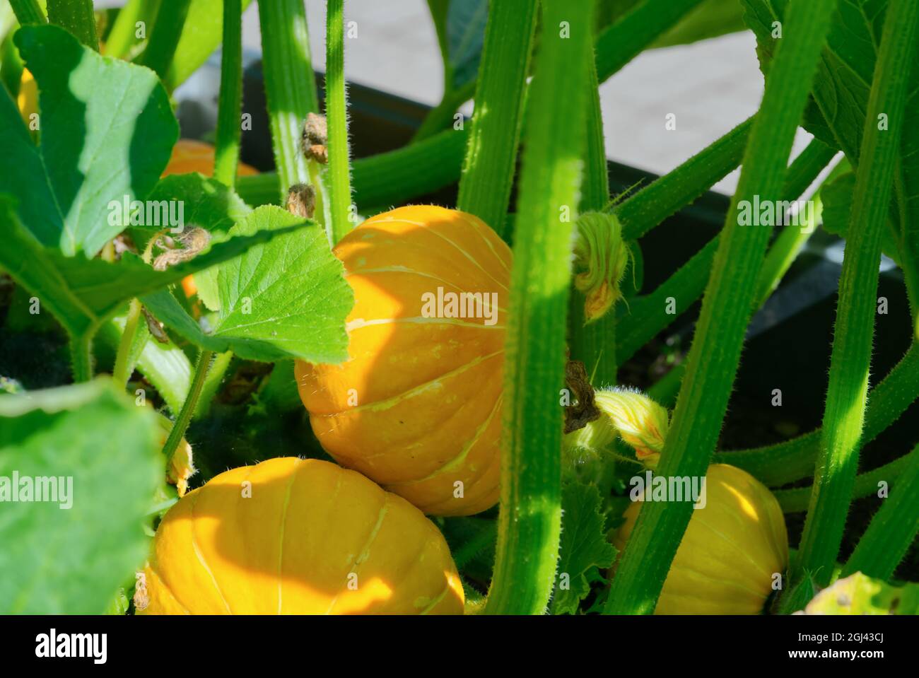 Big pumpkin growing on a pumpkin patch in a village Stock Photo - Alamy