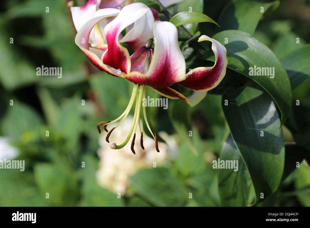 Close-up shot of a beautiful Lilium cernuum flower isolated on a green background. Stock Photo