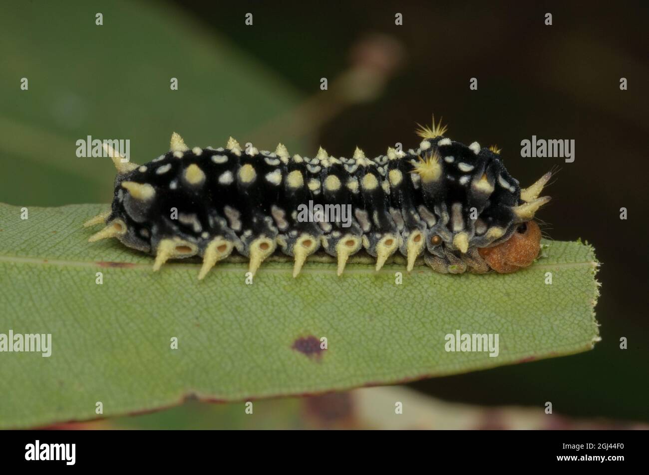 Black Slug Moth caterpillar, Doratifera casta, at Glenbrook, New South Wales, Australia. Stock Photo