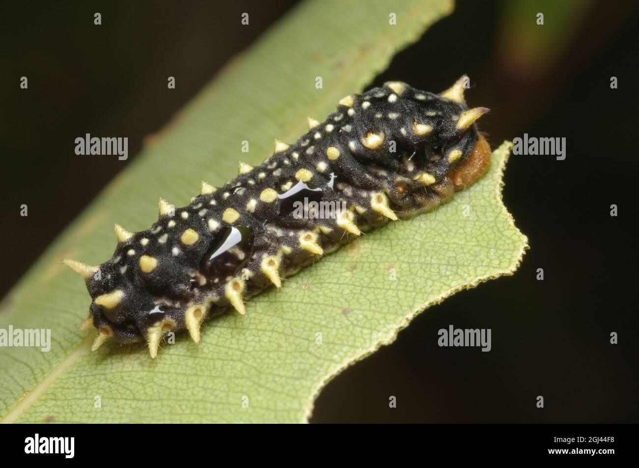 Black Slug Moth caterpillar, Doratifera casta, at Glenbrook, New South Wales, Australia. Stock Photo