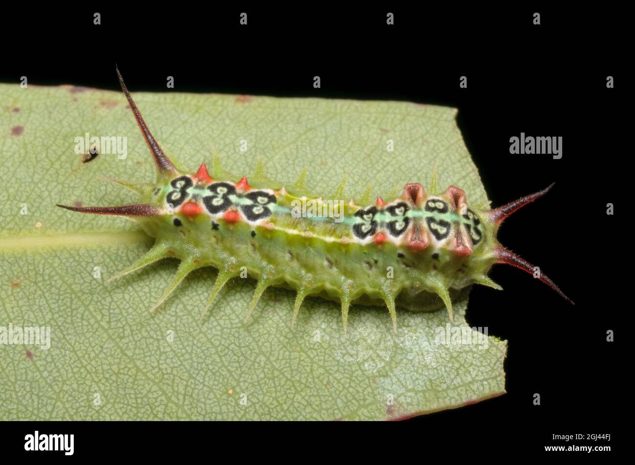 Four-spotted Cup Moth caterpillar, Doratifera quadriguttata, at Glenbrook, New South Wales, Australia. Stock Photo