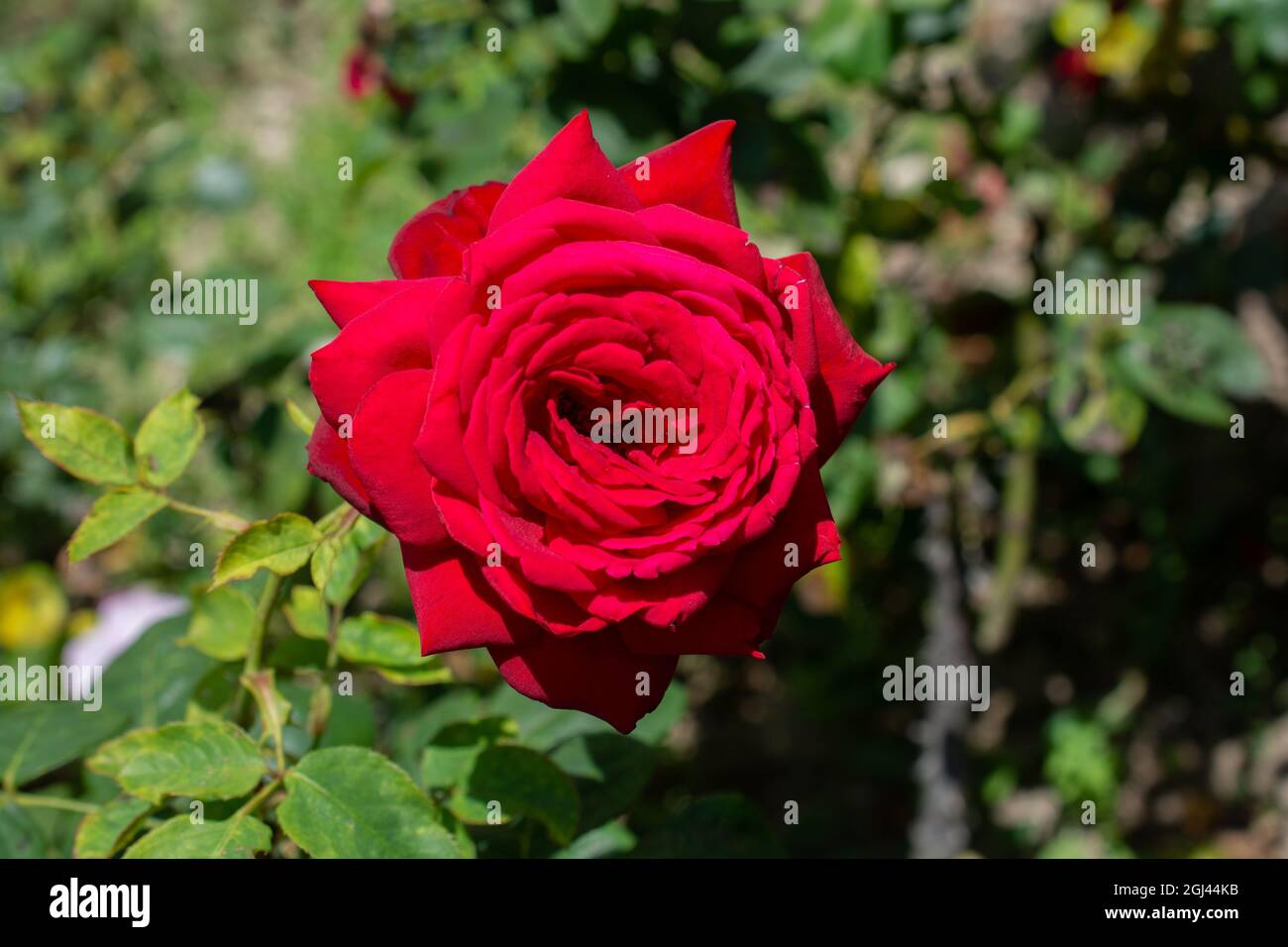 Closeup shot of a red rose growing in a garden on a sunny day Stock ...