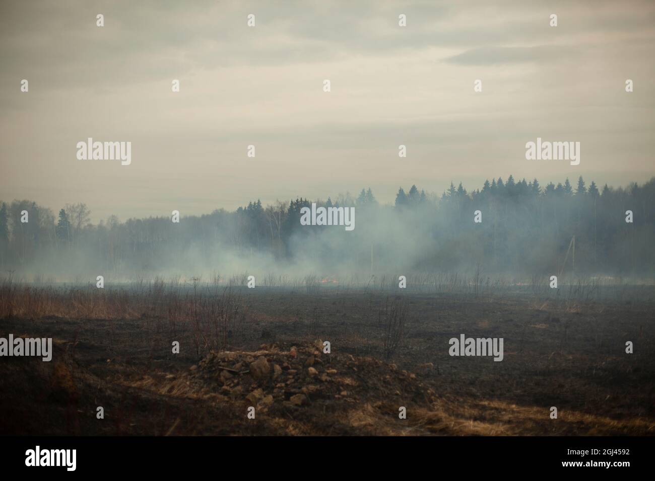 Smoke in the field. Smoke in the woods. A fire in nature. The grass is burning. It's an environmental problem. Stock Photo