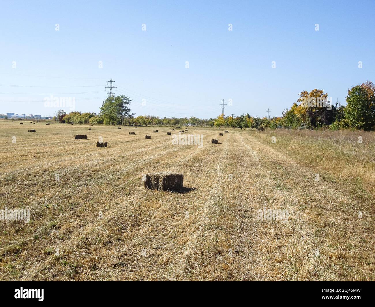 Agricultural field with straw bales after harvest Stock Photo - Alamy