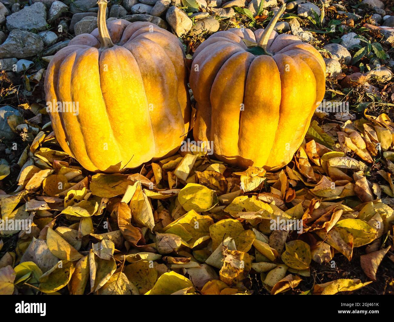 Yellow pumpkins in a sunny autumn field Stock Photo - Alamy