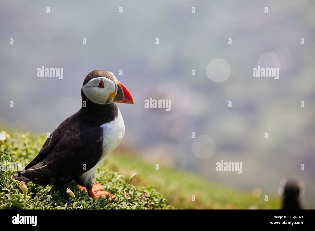 puffin standing on a rock cliff . fratercula arctica Stock Photo