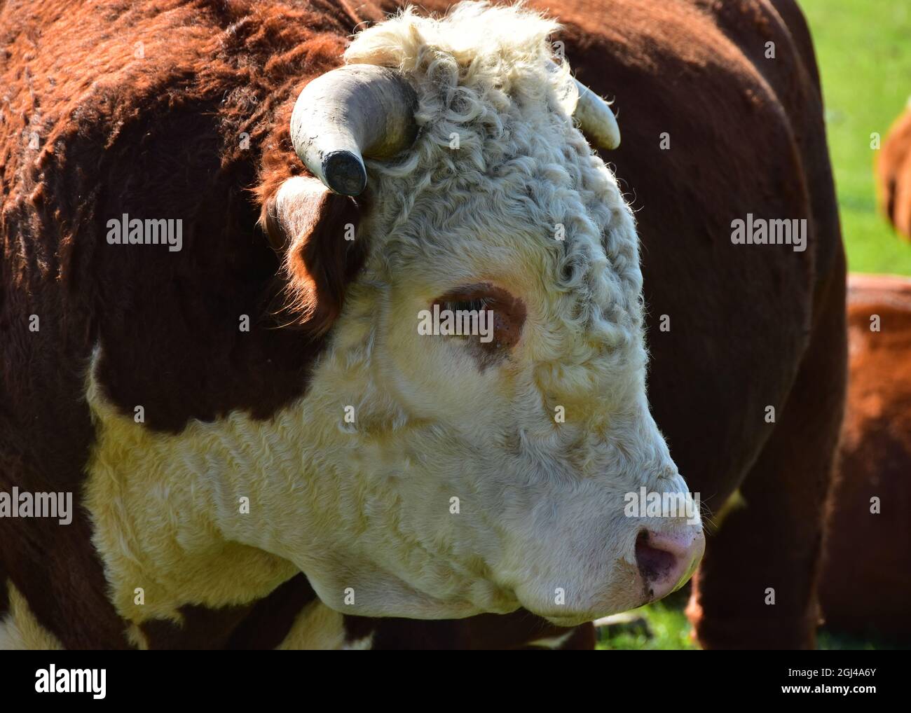 Hereford bull head hi-res stock photography and images - Alamy