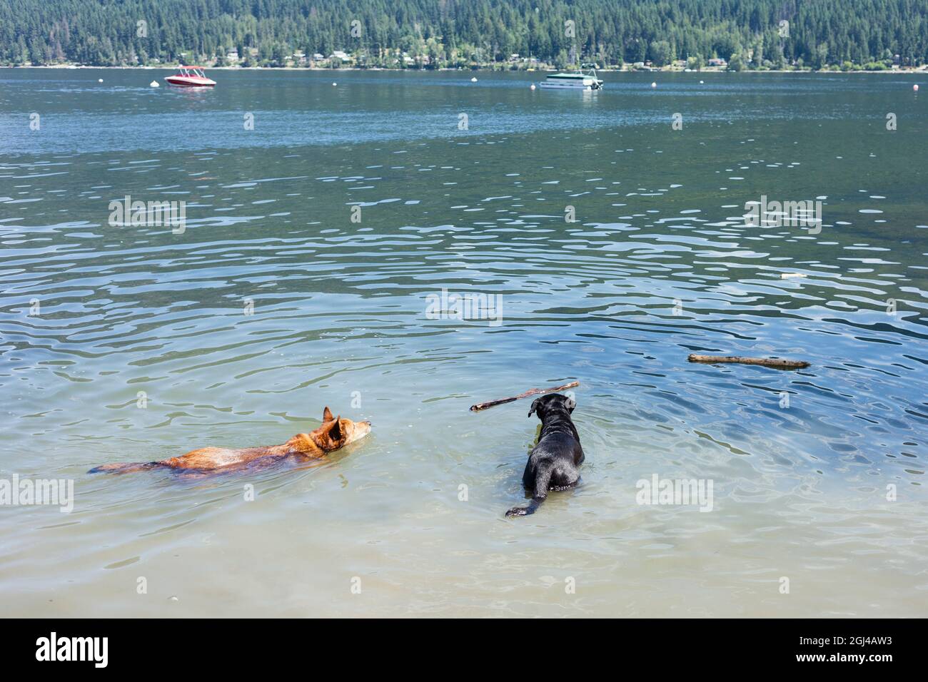 Two big dogs going after sticks in water, Shuswap Lake BC Canada. Stock Photo