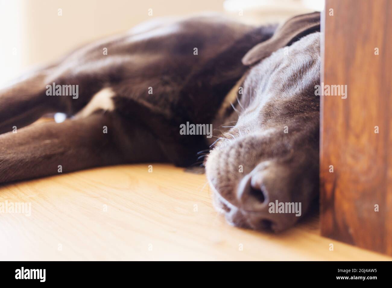 Big dog sleeping after a long walk. Stock Photo