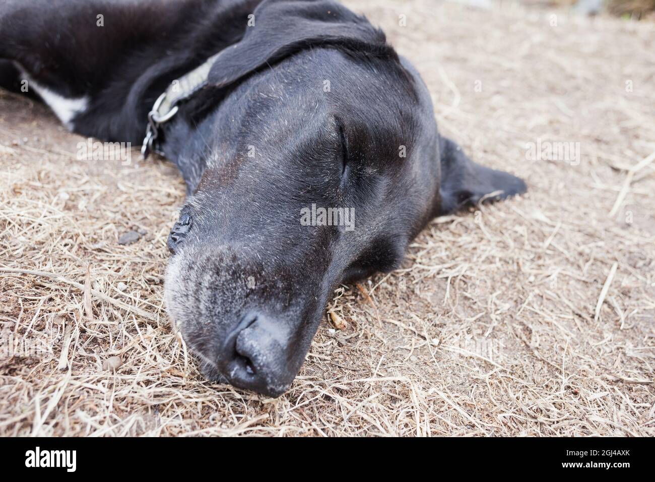 Big dog sleeping after a long walk. Stock Photo