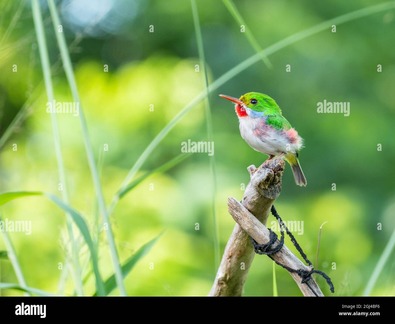 Small Cuban tody perched on a branch Stock Photo
