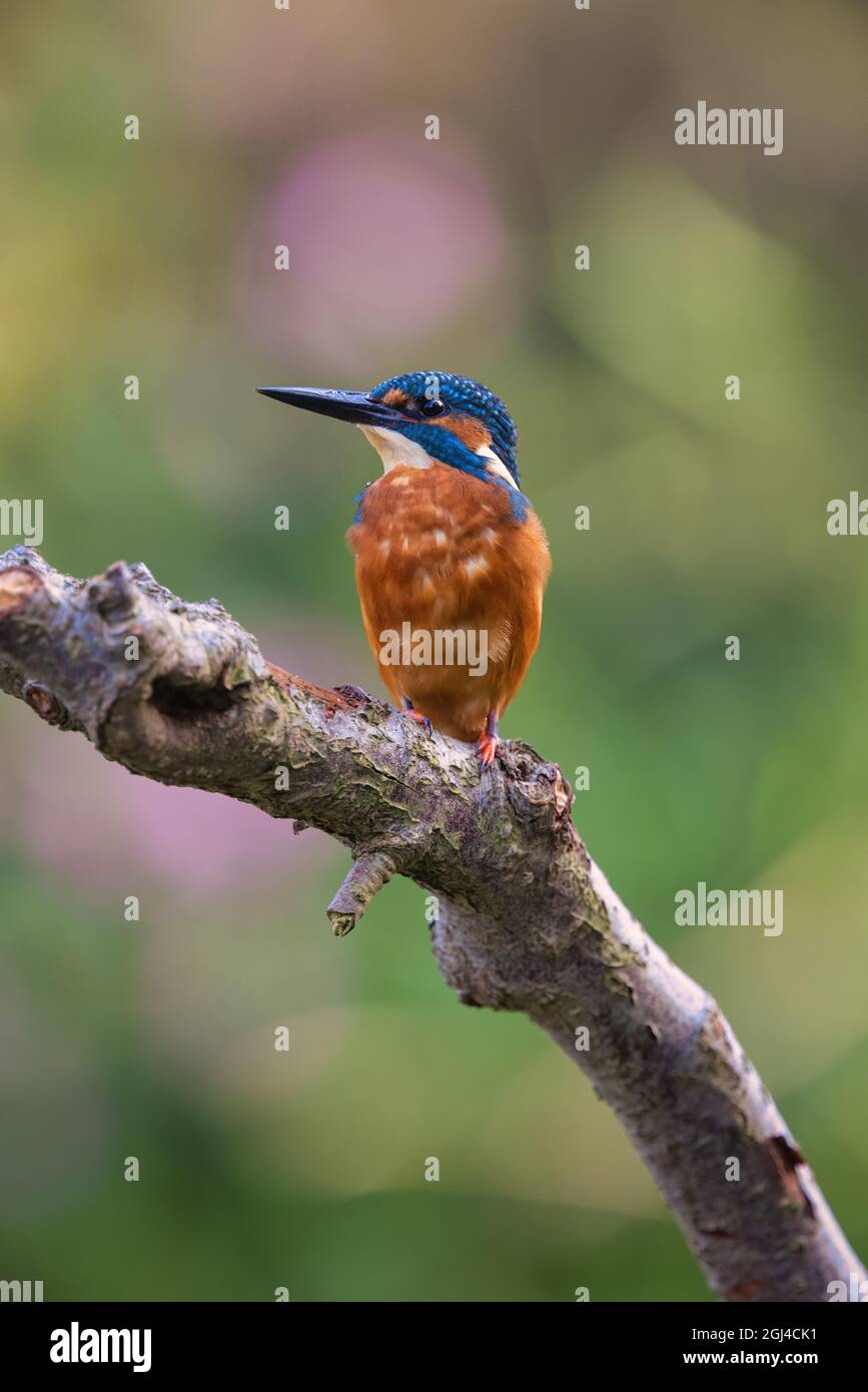 A Kingfisher rests on its perch, observing its habitat Stock Photo