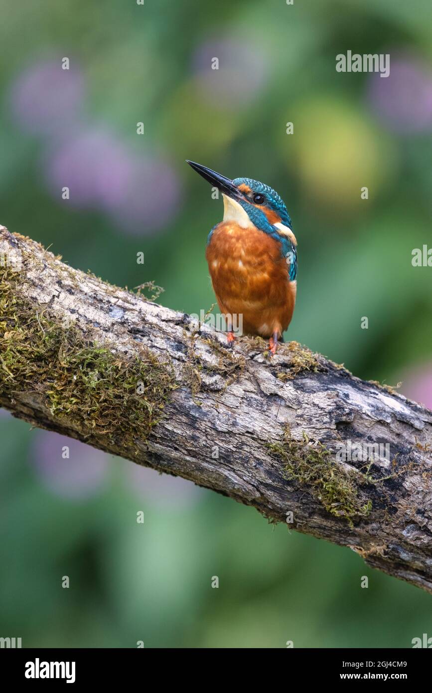 A Kingfisher rests on its perch, observing its habitat Stock Photo