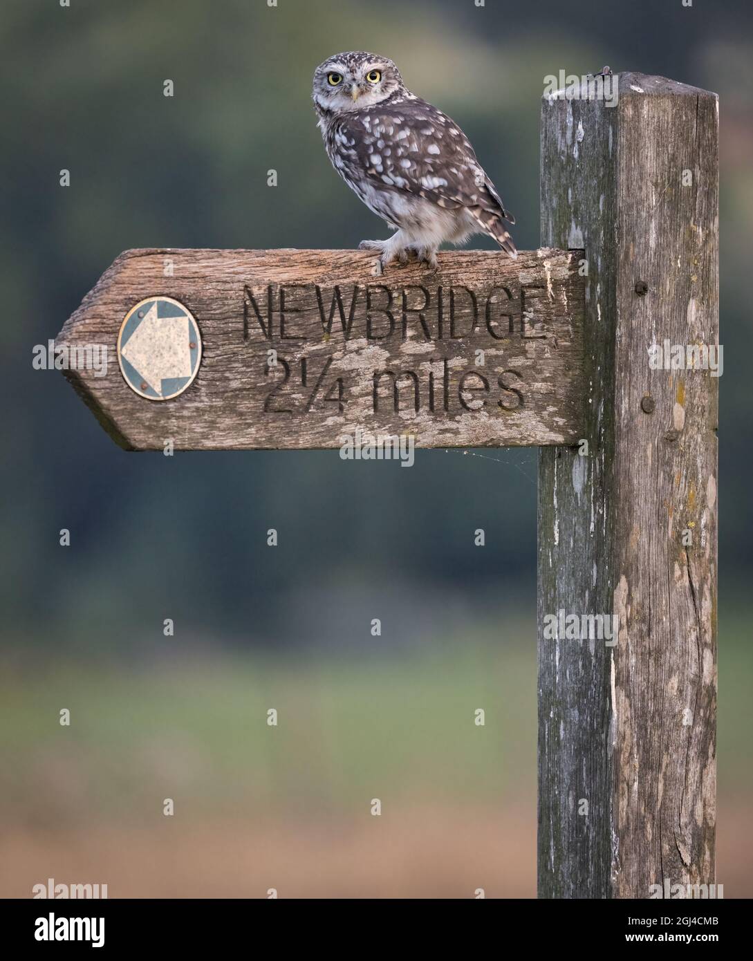 An Adult Little Owl rests on a perch in the British countryside late into the evening. Stock Photo