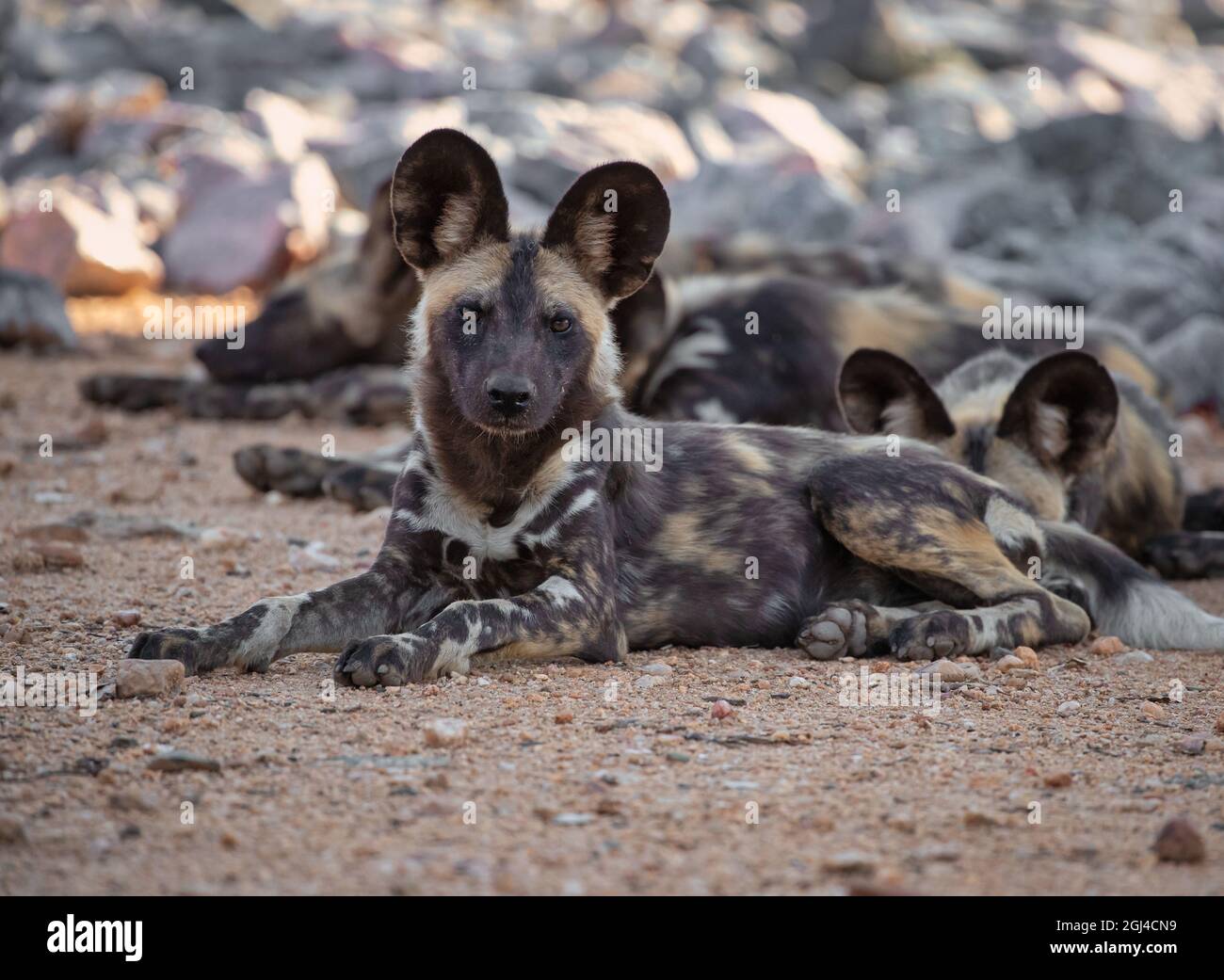 A pack of Wild Dogs, also known as the Painted Wolf, lie in the shade of a Boab tree in the Kruger National Park, South Africa Stock Photo