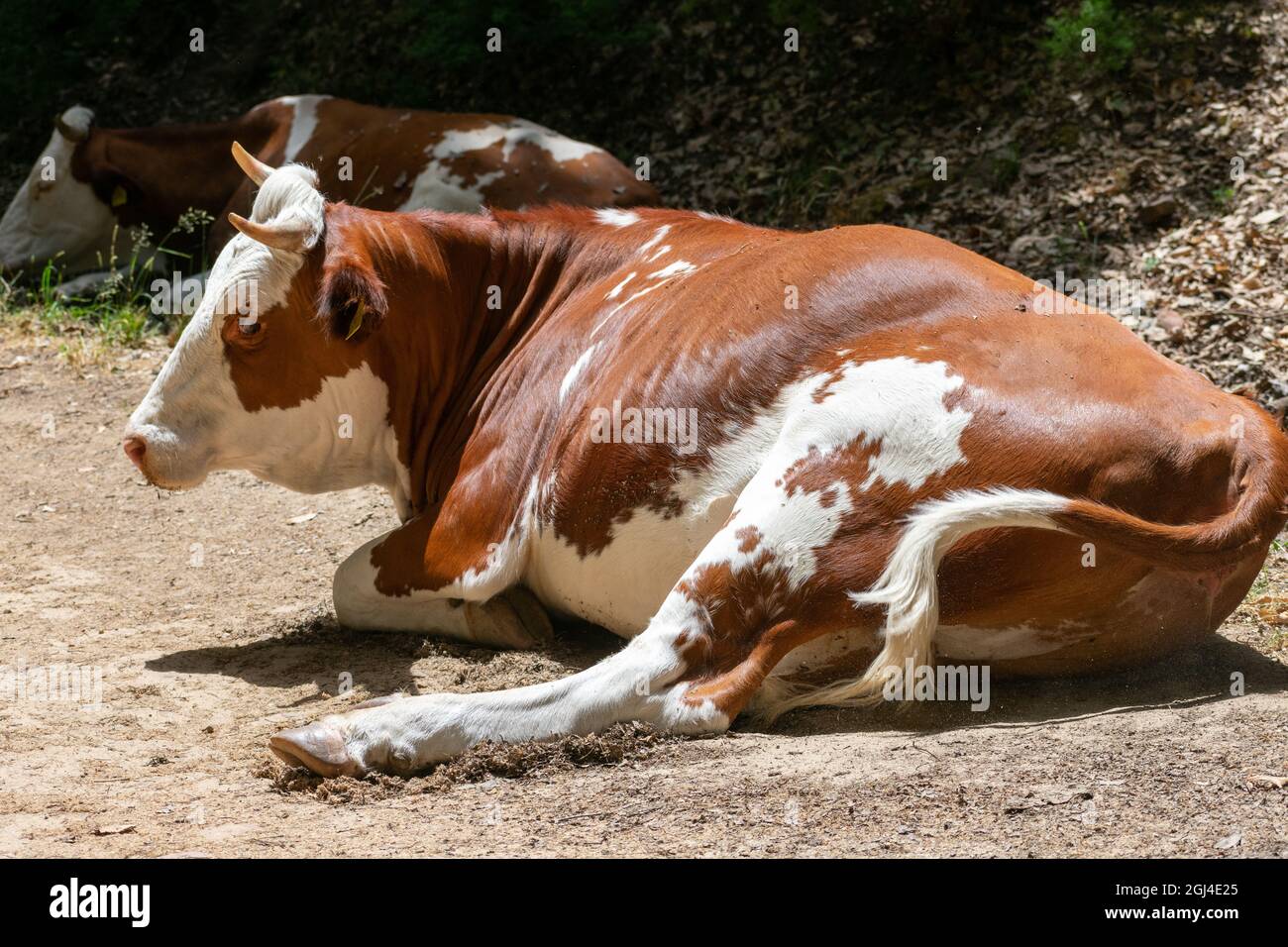 Close-up shot of two cute big white brown cows lying and resting on the ...