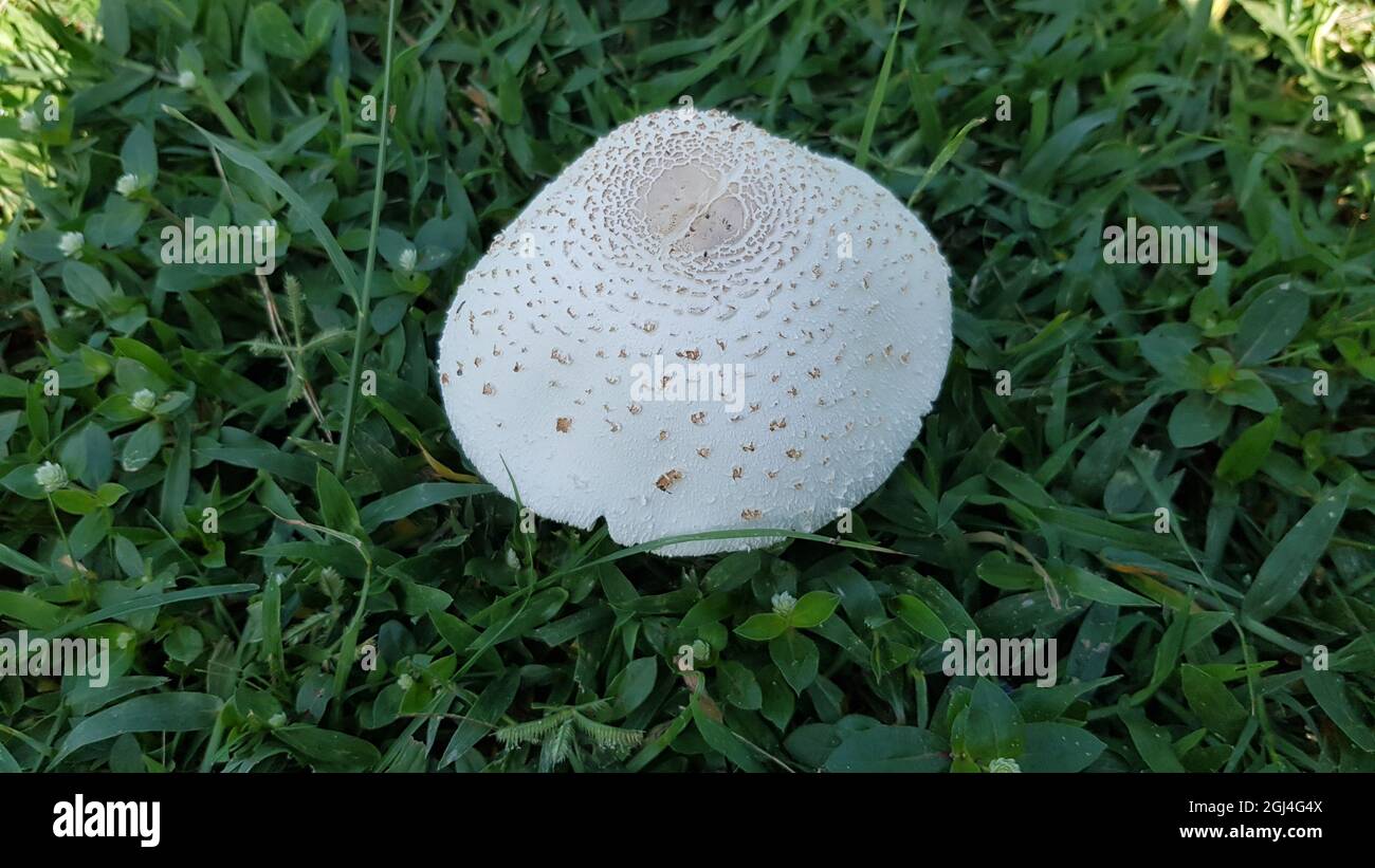 white mushrooms budding on the green grass which may be a poisonous mushroom Stock Photo