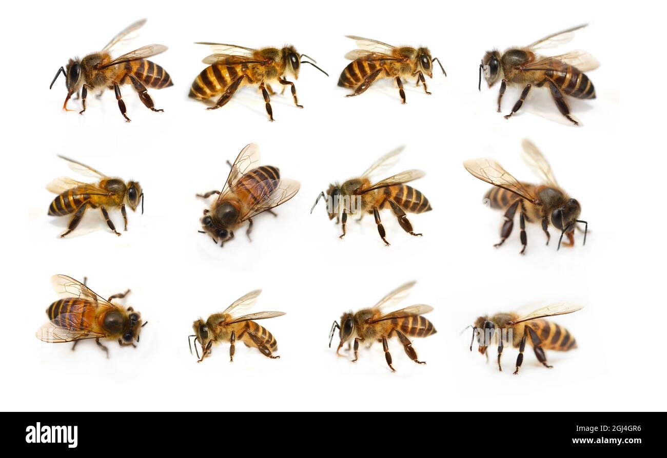 bee on white background Stock Photo