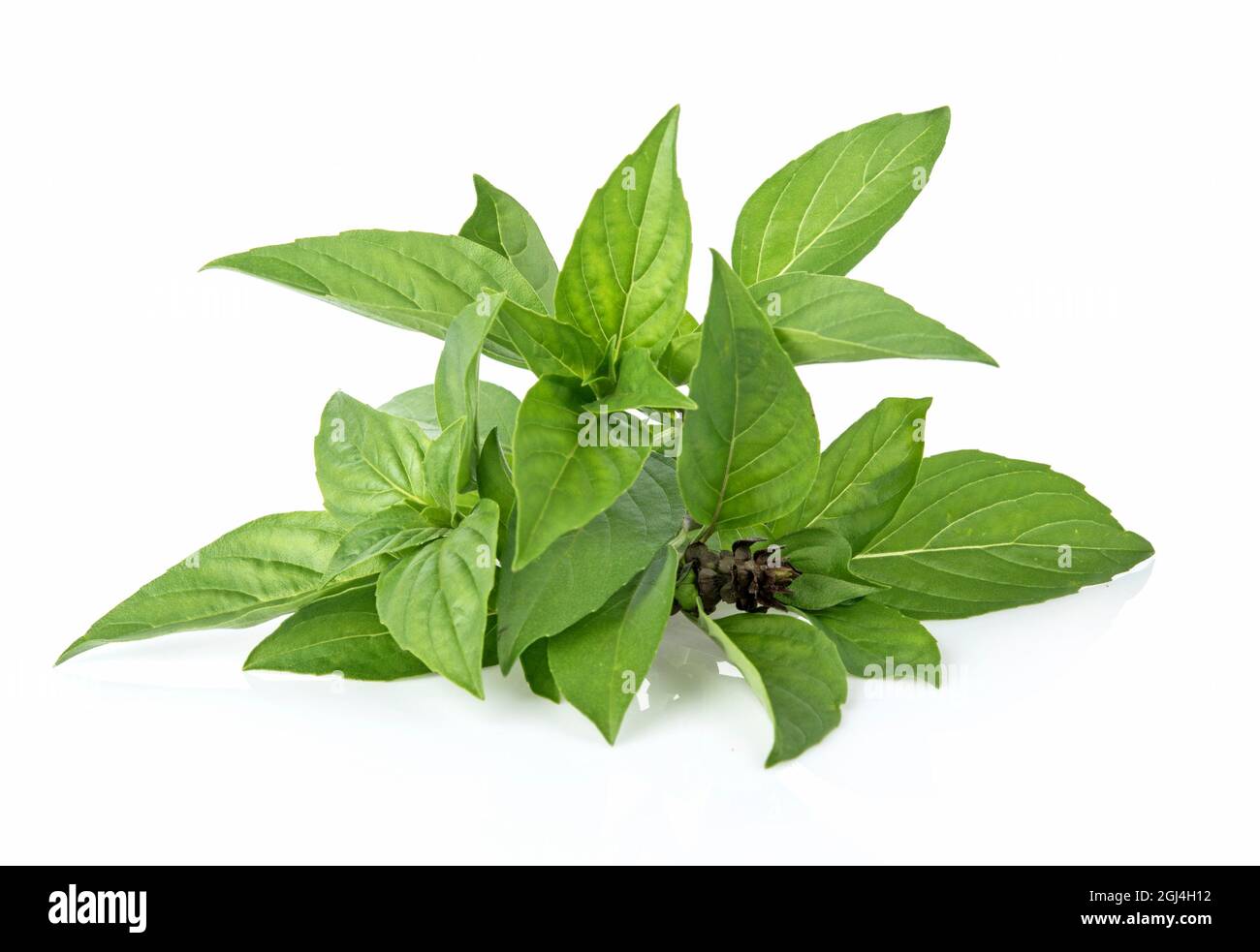 Leaf Sweet Basil isolated on white background Stock Photo