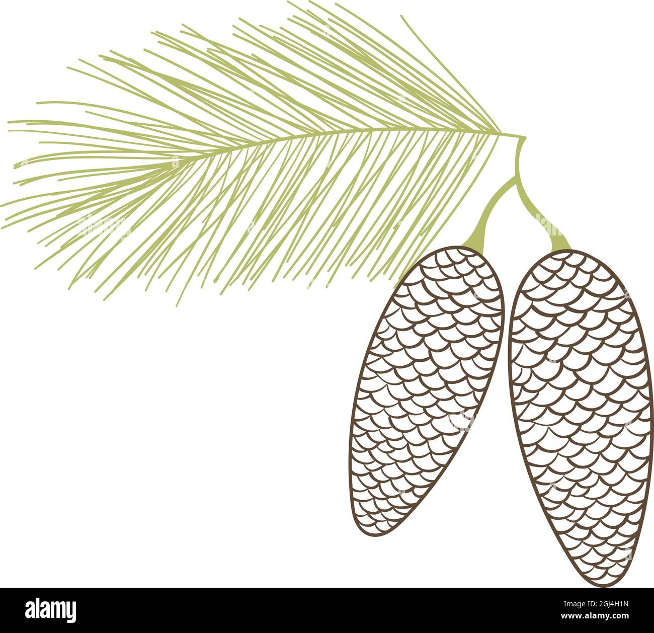 Fir cones on forest Stock Vector Images - Alamy