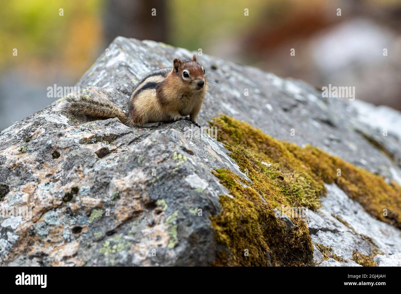 Golden-mantled ground squirrel (Spermophilus lateralis) Plain of the Six Glaciers Tea House, Banff Nationala Park, Lake Louise, Alberta, Canada, Stock Photo