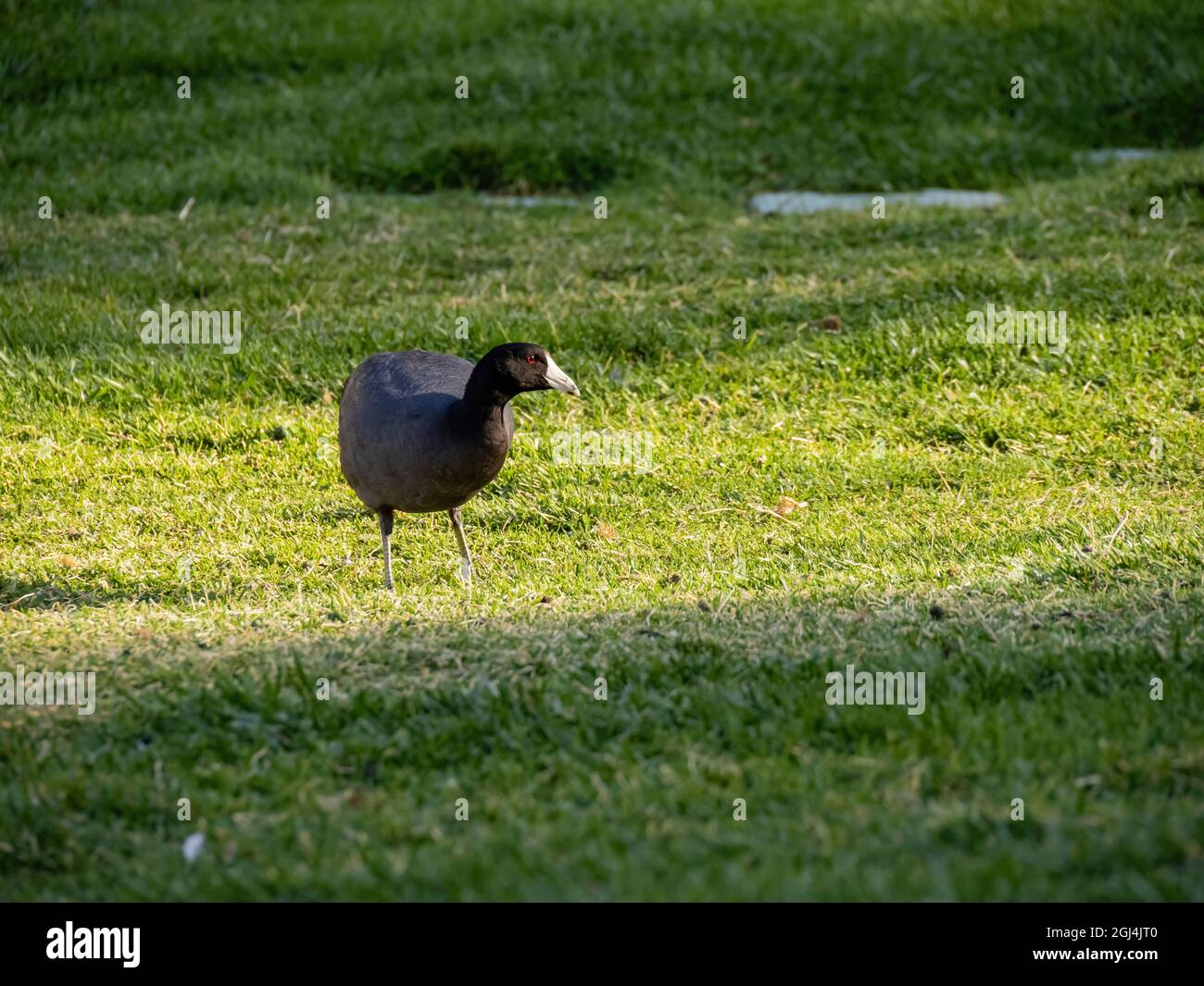 Close up shot of Eurasian coot at Las Vegas, Nevada Stock Photo