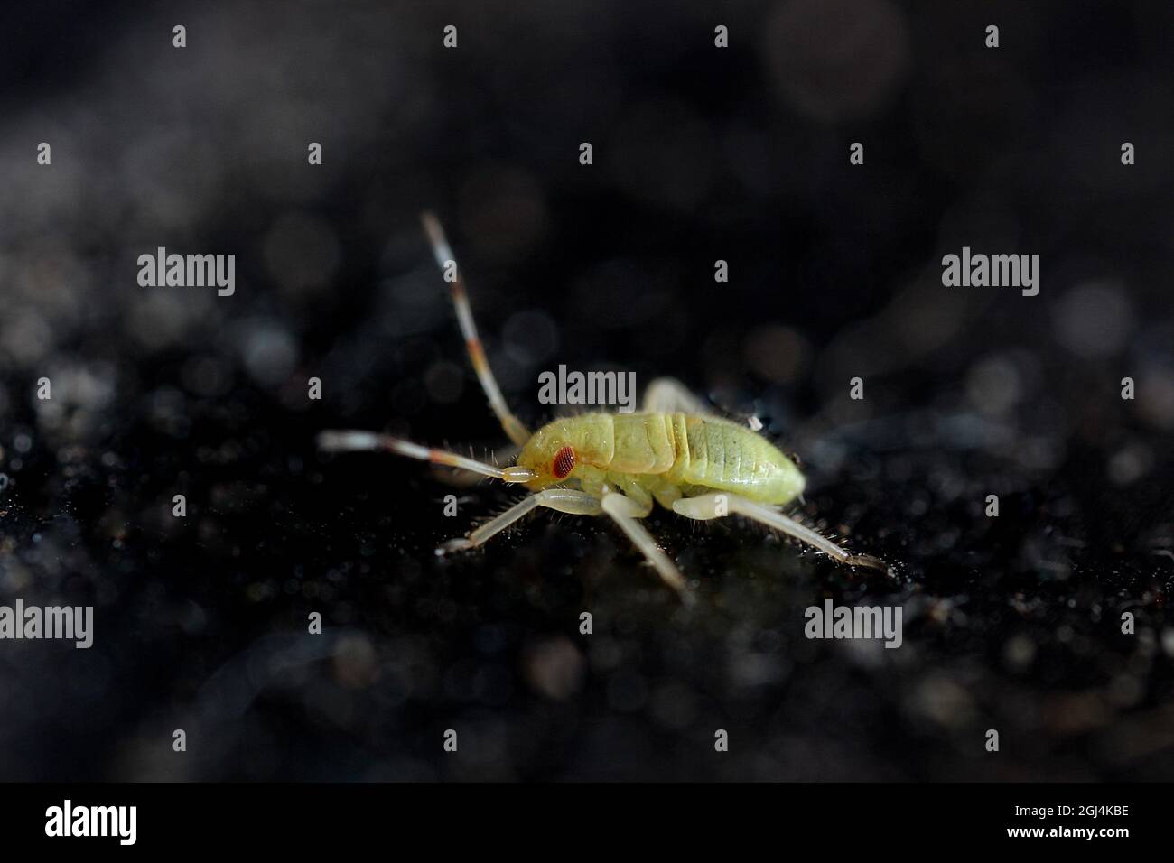Juvenile insect - first instar, probably a plant sap sucker (Miridae) Stock Photo