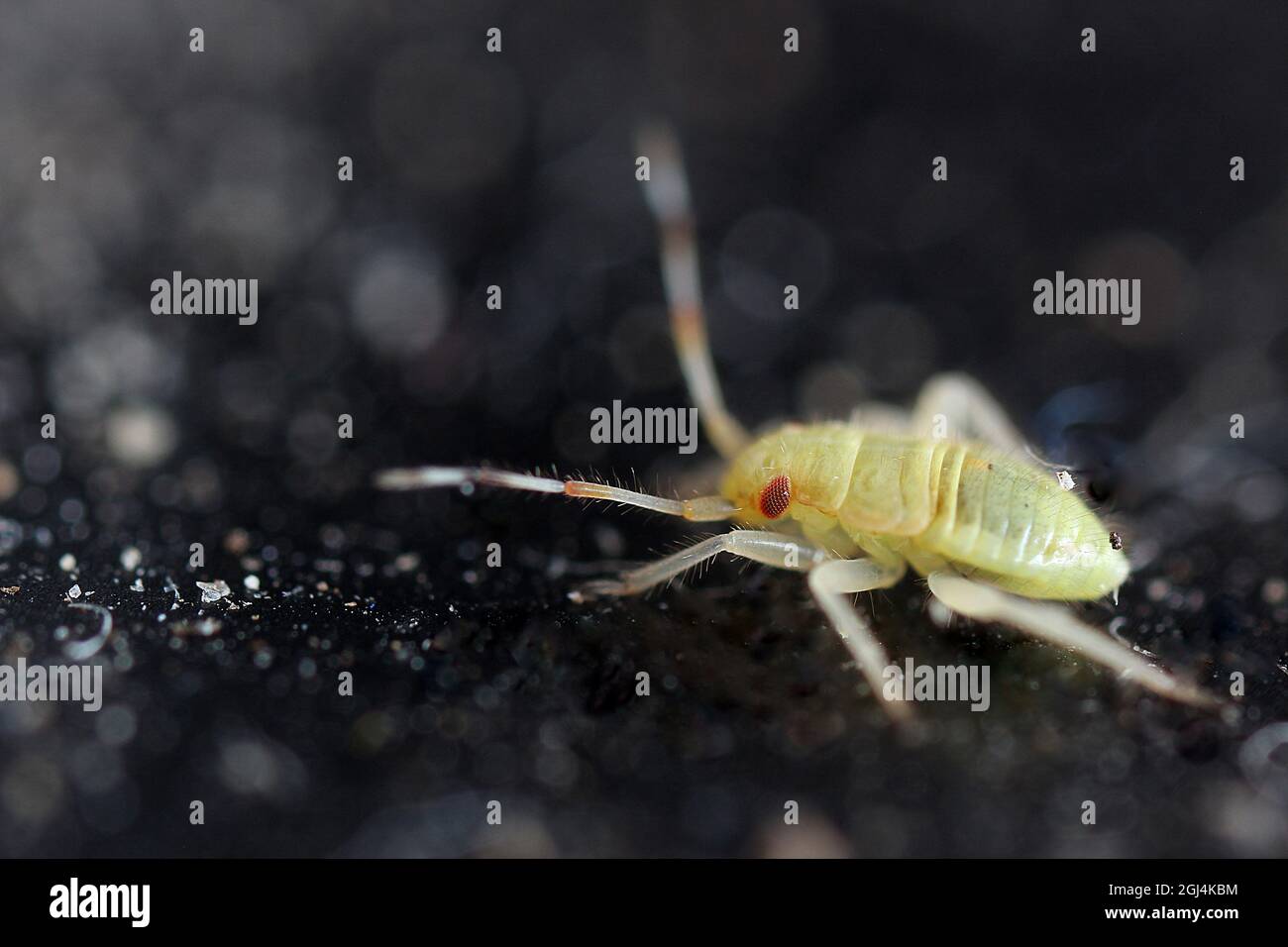 Juvenile insect - first instar, probably a plant sap sucker (Miridae) Stock Photo