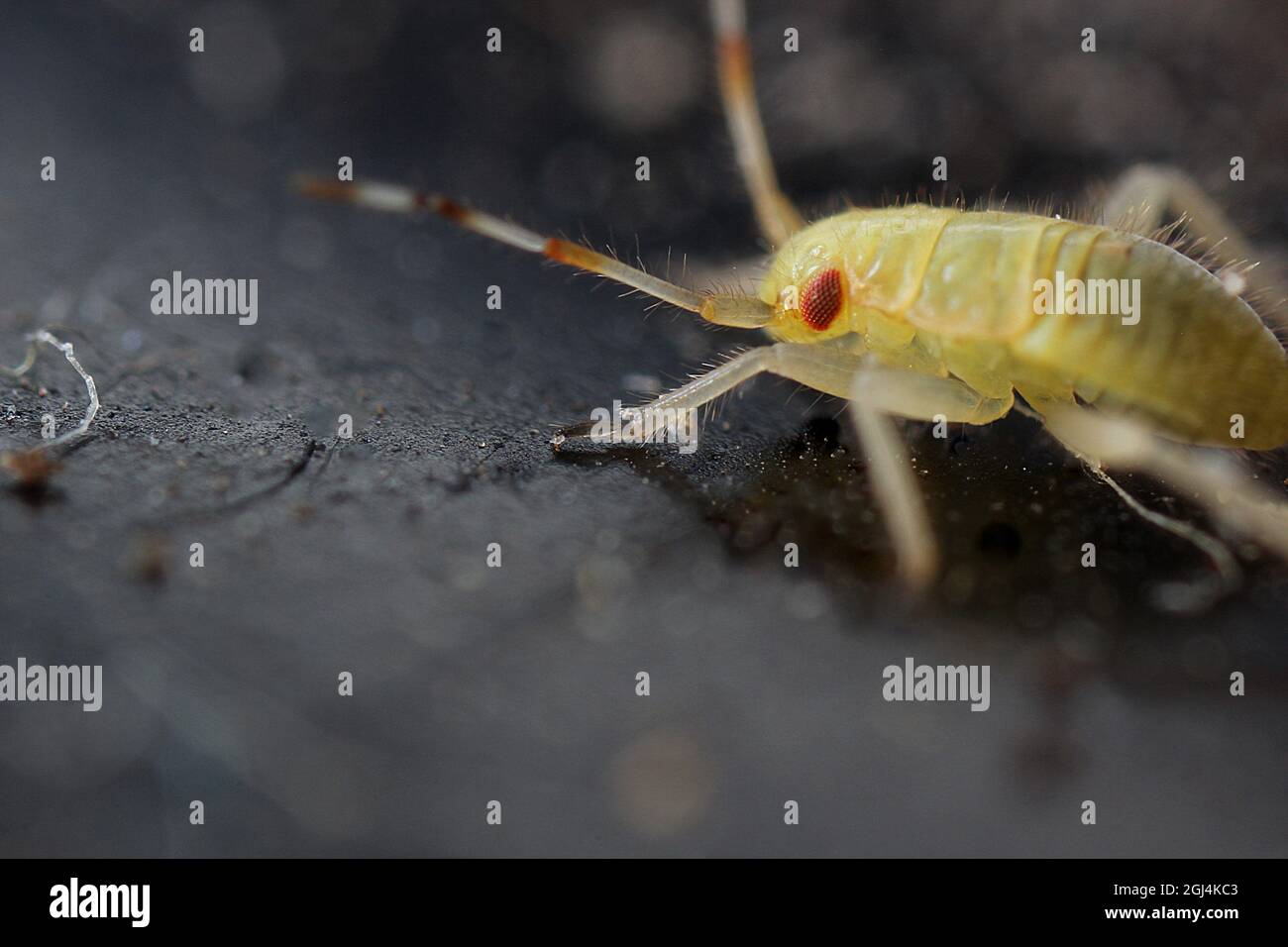 Juvenile insect - first instar, probably a plant sap sucker (Miridae ...