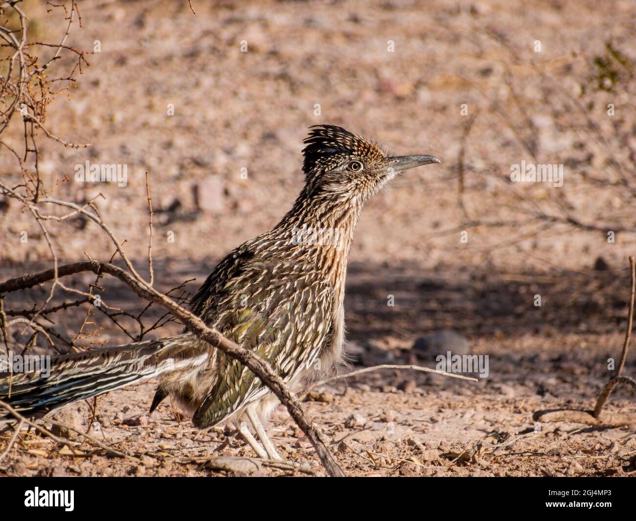 Close up shot of cute Roadrunner on the ground at Las Vegas, Nevada Stock  Photo - Alamy