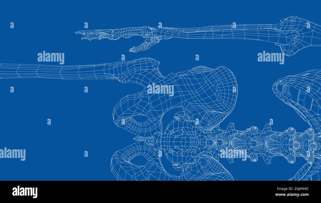 Human skeleton. Vector Stock Vector Image & Art - Alamy