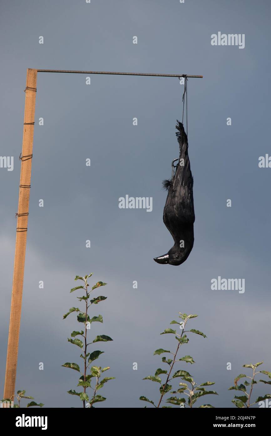 A fake dead crow hanging upside down in a garden Stock Photo