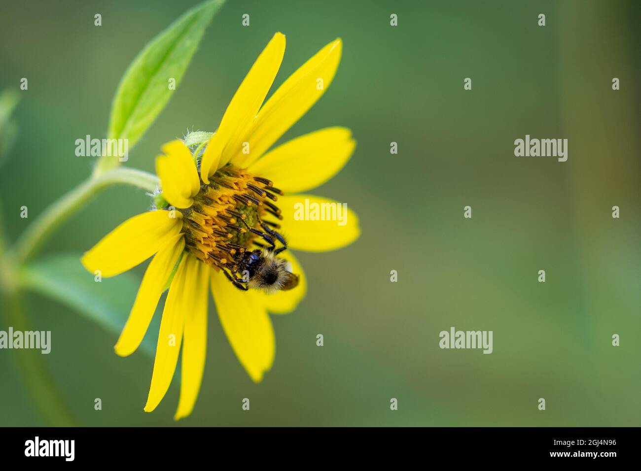 Bumblebee pollinating a yellow wild flower in August, horizontal Stock Photo