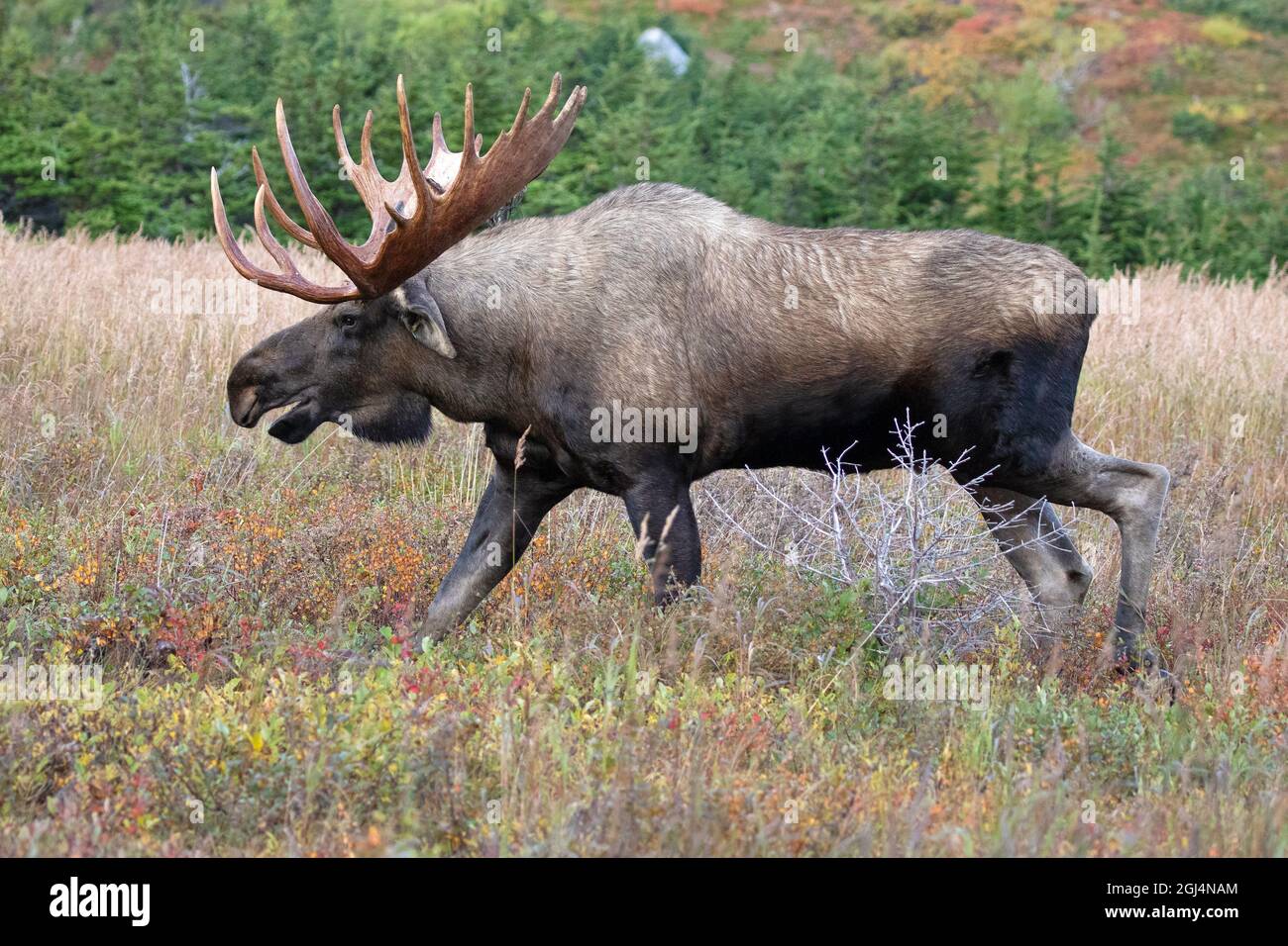 An Alaska bull moose surveys its alpine domain for cows during the September breeding season, or 'rut.' Stock Photo